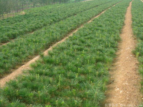 10公分黑松的价格探秘