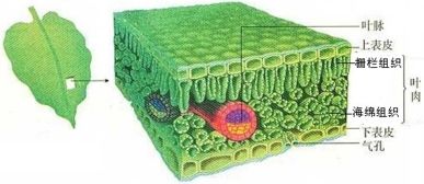 植物叶片发黄生长慢，氮元素缺失的5个预警信号有哪些