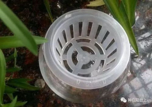 水培植物如何固定？自制方法有哪些