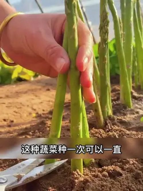 “芦笋种子什么时候种植最适宜，能让芦笋长得更健壮呢