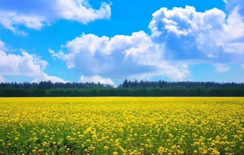 金色的海洋，油菜花海的奇妙故事