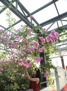 四季花卉，户外种植的美丽秘诀