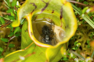象鼻虫幼虫与植物世界的隐秘共生
