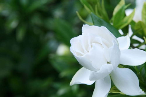 栀子花，清雅芬芳
