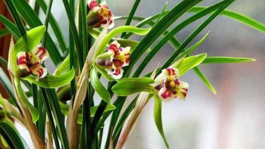 养分补充要适时