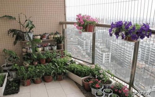 耐晒露台养花，选哪些植物既美观又耐晒呢