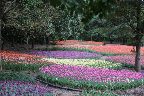 行业内幕：蓝色月季全是染色货