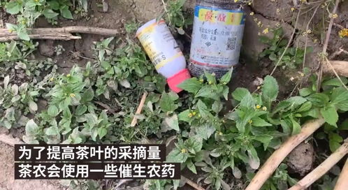 萝卜田除草剂的选择和使用