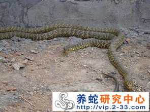 百万投资创办养蛇业，探索生态养殖新领域