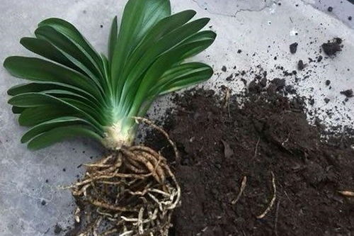 蕙兰烂根的处理