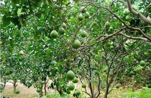 浇水有讲究， 像给人喂饭不嫩硬塞