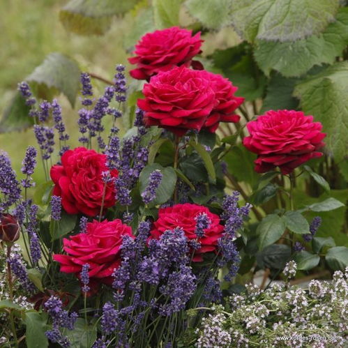 碧玺电气石月季的优缺点分析