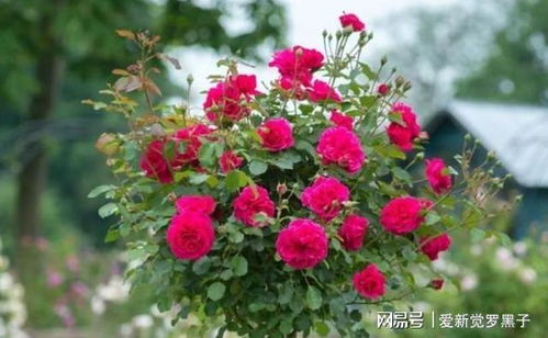 月季花施肥最佳肥料是什么？有哪些肥料小技巧
