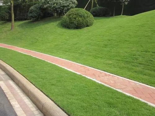草坪养护