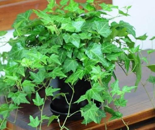 常春藤施肥秘诀：效果超棒