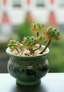 雷童多肉修剪技巧，打造爆款多肉美株