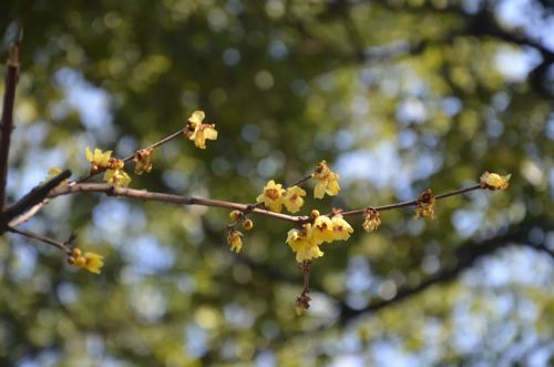 第四章：观察叶片纹理辨品种