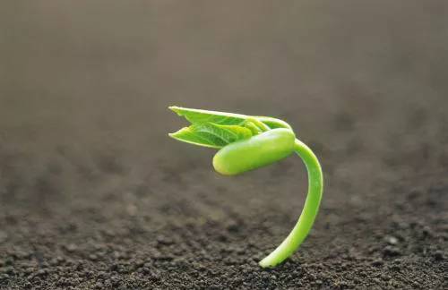 蓖麻种子发芽的步骤