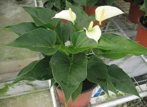 白掌对宠物有害吗？它适合养在室内还是室外