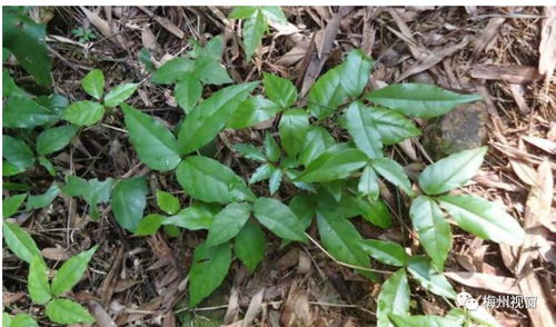 绿莠乙草胺使用说明中，敌草胺适用于哪些作物和杂草防治？