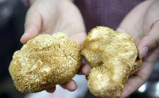 猴头菌片：一种用于增强免疫力、辅助消化、改善食欲的保健品