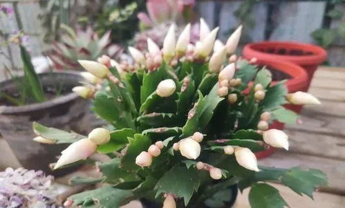 金弹子通常在什么季节长出花苞？这个时间段内它的生长特性有哪些变化