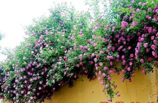 土壤与光照：紫藤的生长喜好