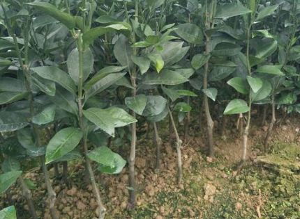 栽植技术，细节决定成败