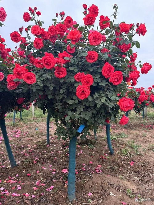 高杆月季的美丽与特点