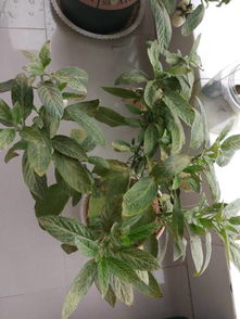 还有没有其他原因？