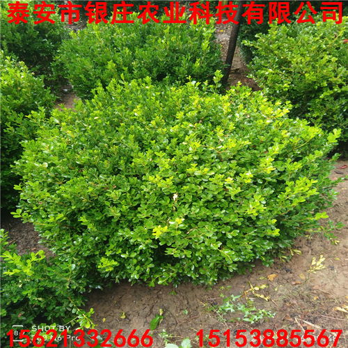 大叶黄杨球， 庭院绿化中的绿色明珠