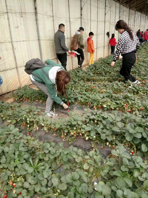 鹅肠菜喜肥沃、排水良好土壤，耐寒耐热