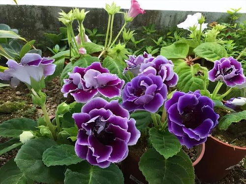 大岩桐花苞未绽放即萎靡？