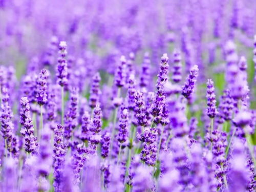 花语解读：浪漫温馨，寓意美好