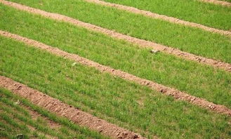 浇除草剂的Zui佳时机