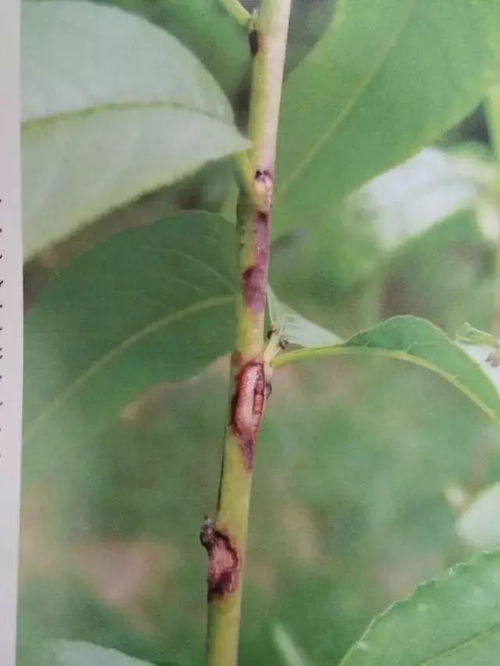 防治虫害，全年都在忙