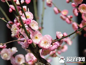 梅花的花开之谜
