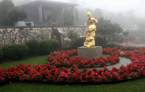 小心娇气的植物