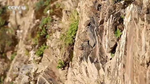 高原种多肉：冰层化开时多肉全成了冻干标本