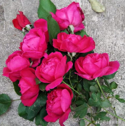 浓香红色月季品种推荐：红玫瑰的独特魅力