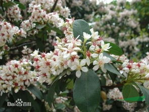 2. 蔷薇科绣线菊属直立灌木