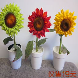 向日葵：阳光的小使者