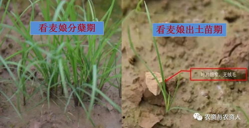 如何确定腈菌唑的使用量？实战方案解析