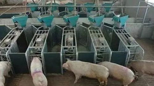 养猪场绿化隔离带：提升生态效益