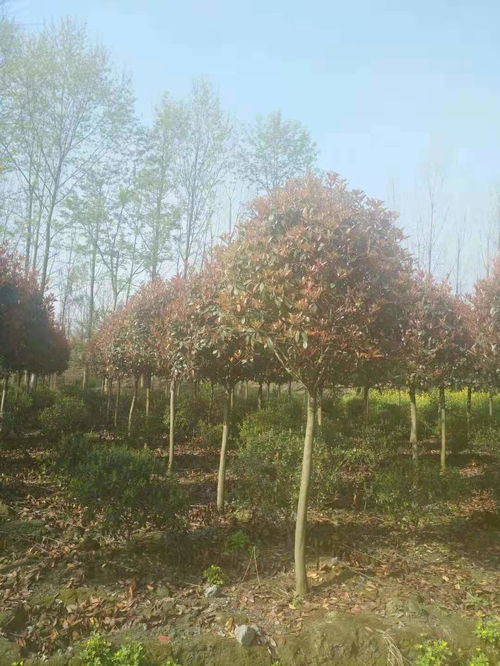 基地报价表， 堪堪2023年的行情