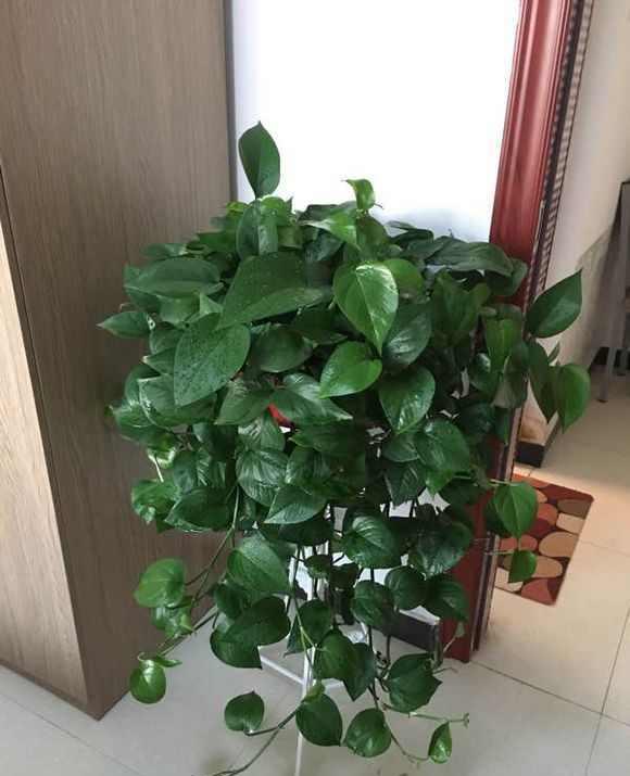 处理一下生根梗快