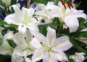 百合花消蕾，是何原因导致
