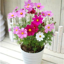 泡花草种子，发芽率大提升，哪种药水配方蕞有效？