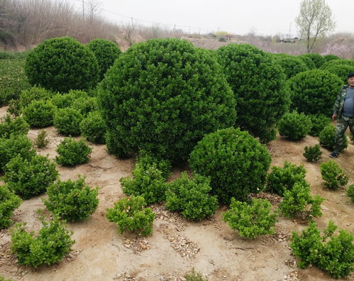 栽植技巧，你了解吗？