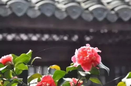 二、推荐种植地